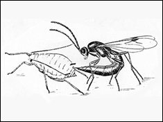 Computerized Biological Control illustration