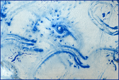 Video Clip from Bug Art by Steven