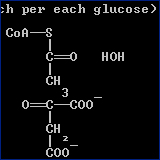 Fermentation & Respiration