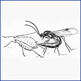 Computerized Biological Control